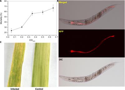 Identification of the Genes of the Plant Pathogen Pseudomonas syringae MB03 Required for the <mark class="highlighted">Nematicidal</mark> Activity Against Caenorhabditis elegans Through an Integrated Approach